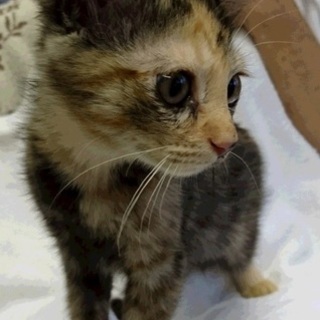 かわいいさびちゃん