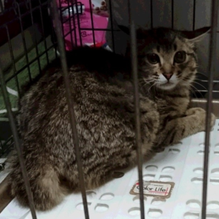 家族になって下さい