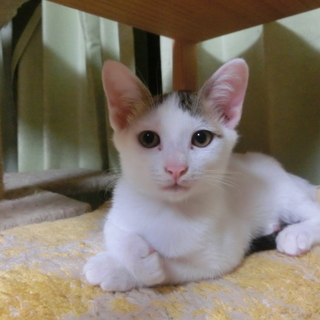 【兜】保護した猫が生みました。