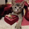 大猫神