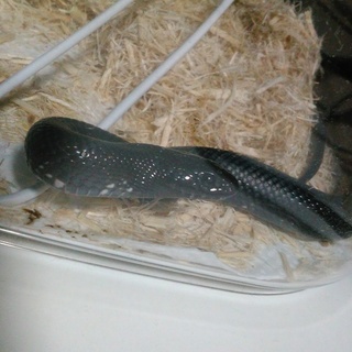 メキブラ　9か月