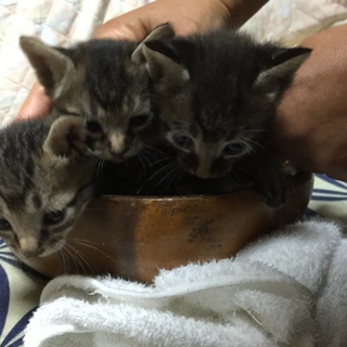 6/16生まれ　キジトラ・チャトラ・三毛