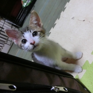 【端午】TNRのため保護した猫さんが生みました