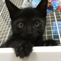 ☆可愛い白パンツ模様☆黒猫♂
