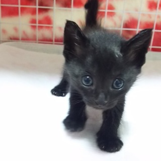 生後1ヶ月半の黒猫くん」埼玉県 - 猫の里親募集(118426) :: ペットの