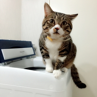 チャシロ 白靴下の男の子