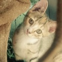 3ヶ月未満の子猫⭐️好奇心旺盛のクロシマ