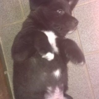 （ボーダーと柴のミックス）クロ♂シロ♀チビ♀