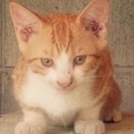 3ヶ月未満の子猫⭐️食いしん坊のチャ