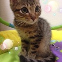 里親様決定しました。ありがとうございました。