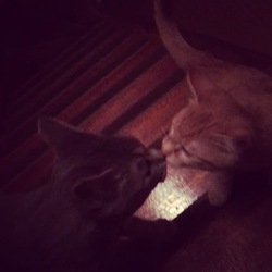 かわいいの一言に尽きる。