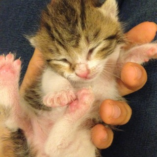 はぐれ子猫ちゃんです