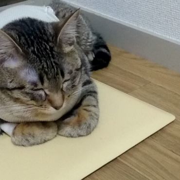 眠たい〜〜