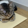 眠たい〜〜