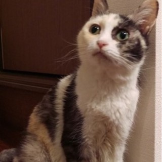  人懐っこい美形の三毛猫ちゃん