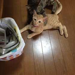 「つくし〜初めての病気〜」サムネイル2