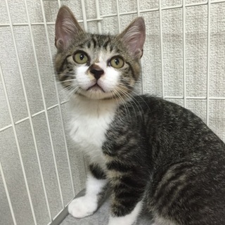 ふっくらお顔、キジ白柄の子ねこ、スルくん♪ 