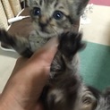 子猫の里親見つかりました