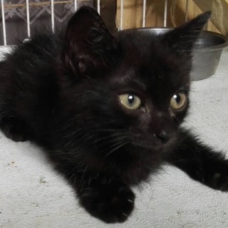 黒の男の子