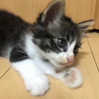 里親決定！本当にありがとうございました！