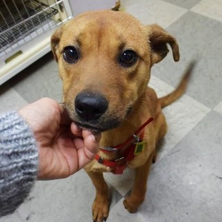 人が大好き！表情豊かな可愛い女の子です！