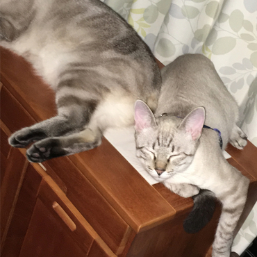 お兄ちゃん大好き