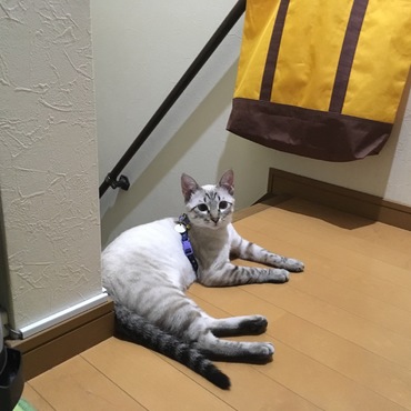 季節で毛色の濃さが変わるのよ