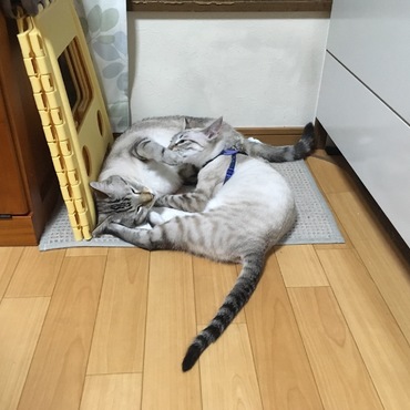 ムリヤリ甘える