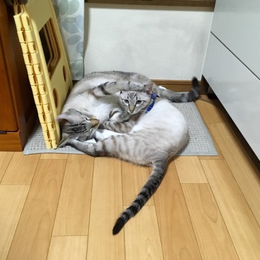 お決まりの〆 かぼす こよりの頭に…