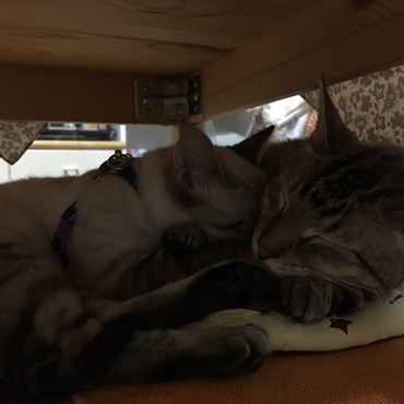 超イクメン かぼす君