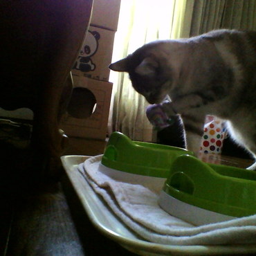 オモチャを水に入れるのね    監視カメラGJ