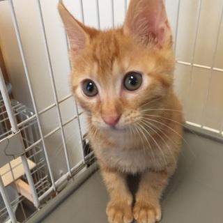 大きなお耳、茶トラ柄の子ねこ、トラくん出場♪ 