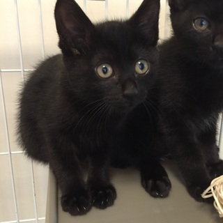 小さなお顔、黒毛柄の子ねこ、クロ美ちゃん出場♪