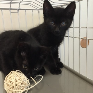 美男子！、黒毛柄の子ねこ、クロ太くん出場♪