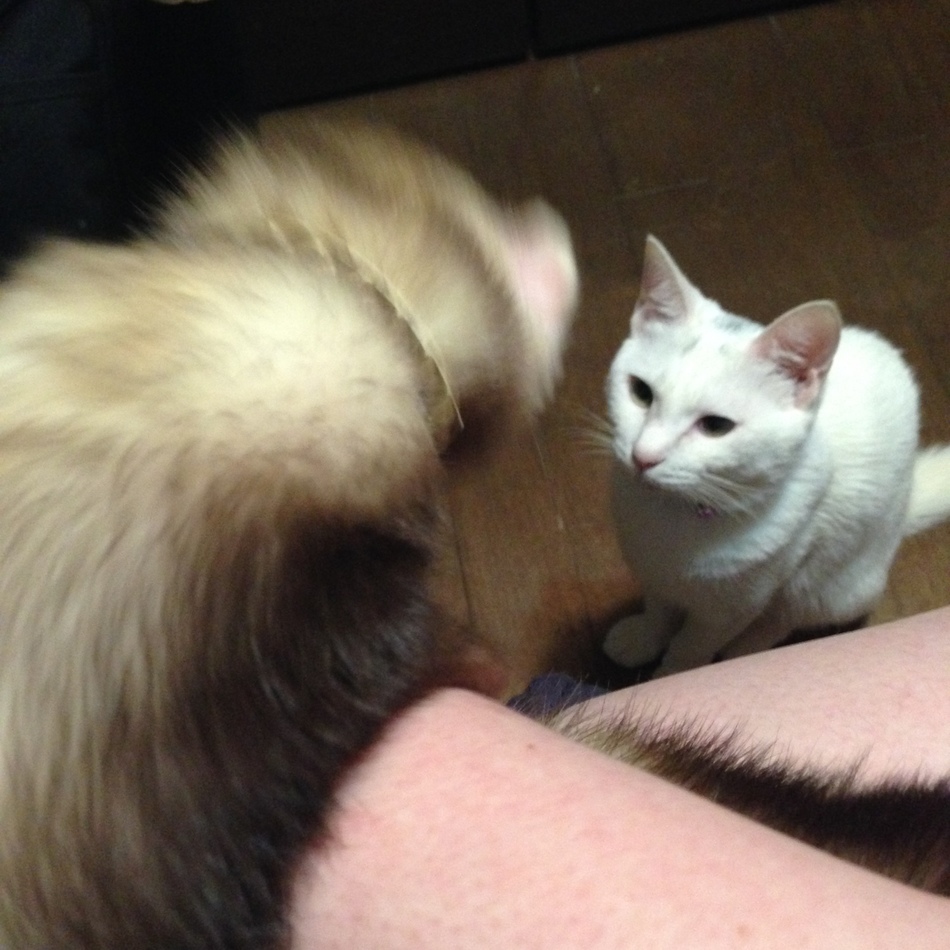 ここあのカバー写真