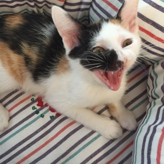 アートスティックな白三毛の子猫、ミーちゃん出場♪