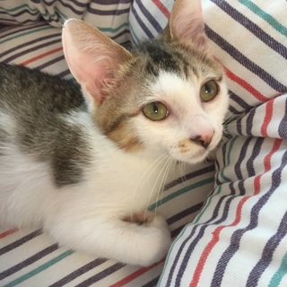 性格抜群！キジ白柄の子ねこ、キーくん出場♪