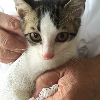 鼻がピンクで美形のキジ白柄の子ねこ、クーくん出場♪