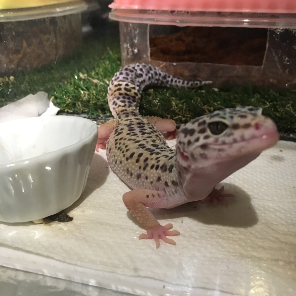 みるくのカバー写真