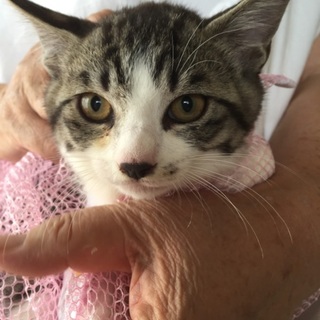 まんまる頭、キジ白柄の子ねこ、ケイくん出場♪