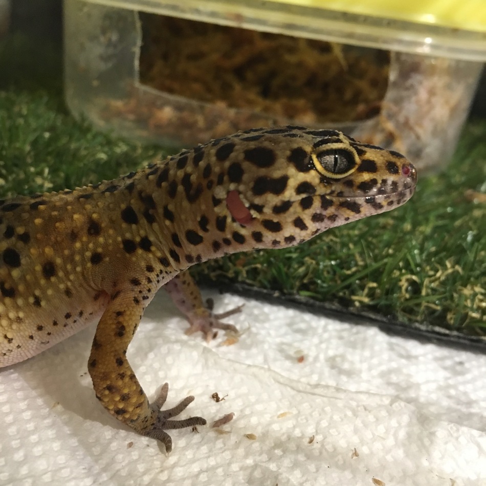 きゃらめるのカバー写真