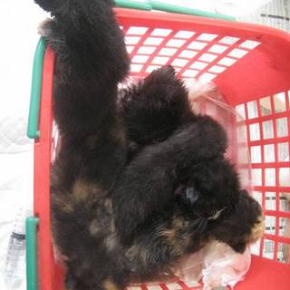 7.21PM3時迄【ミルボラさん急募】乳飲み子５匹