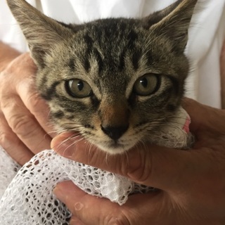 小顔で美顔！、トラ柄の子ねこ、テツくん出場♪