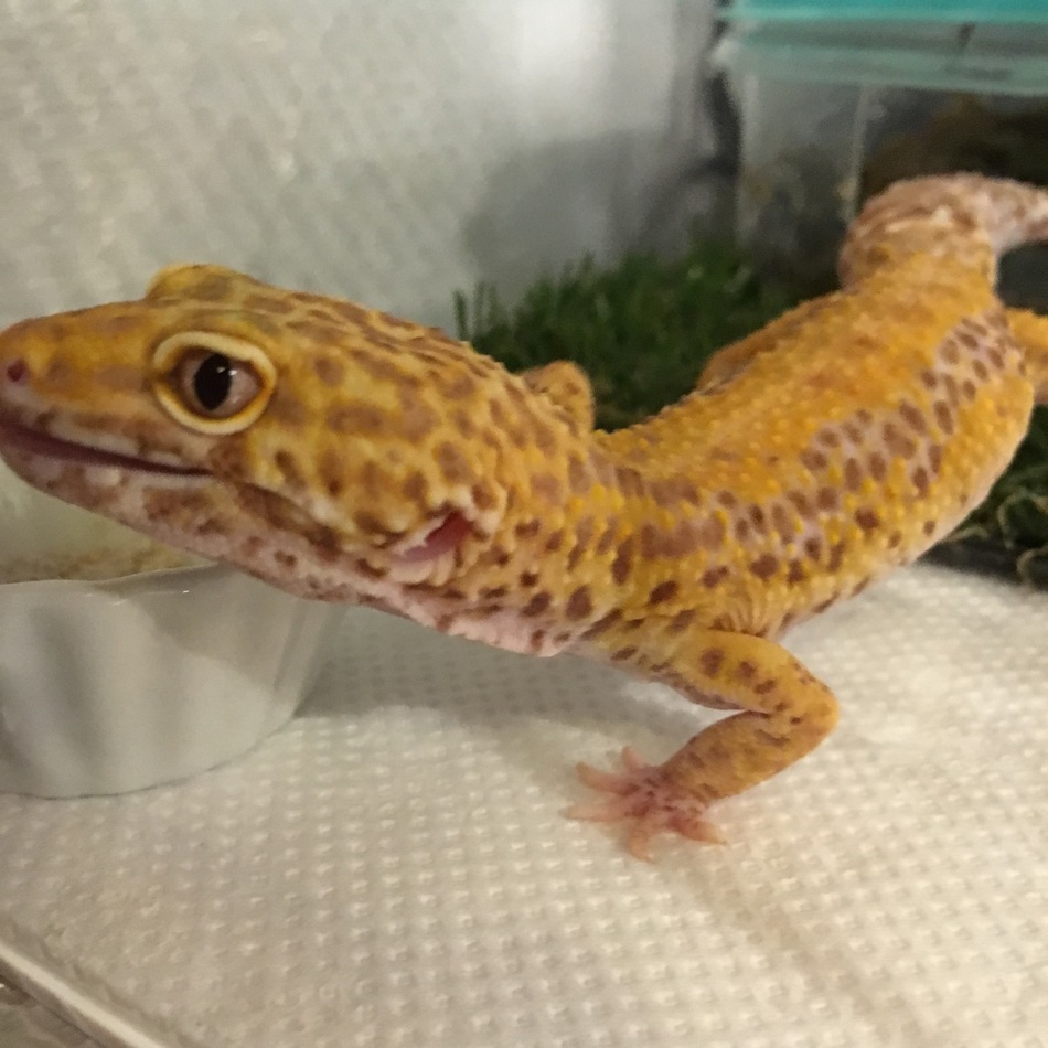 まいけるのカバー写真