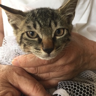 頭がキジトラ体がアメショー柄の子ねこ、銀次くん♪