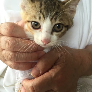 ほんのり茶色味のサビ系キジ柄、メス猫ちゃん出場♪ 