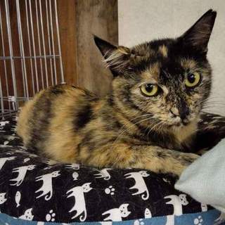 代理掲載・すーちゃん