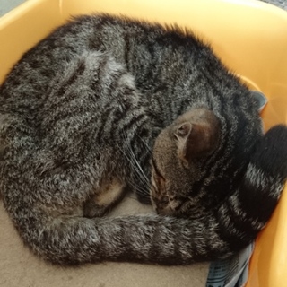 猫を保護しました