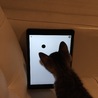 の写真