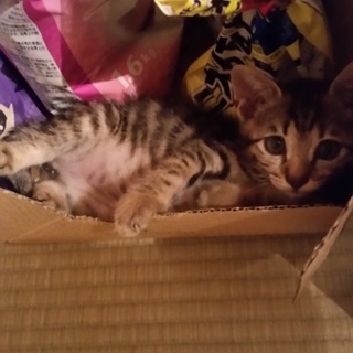 生後2ヶ月のキジトラの子猫